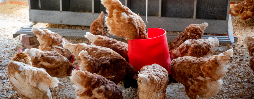 Productos para gallinas