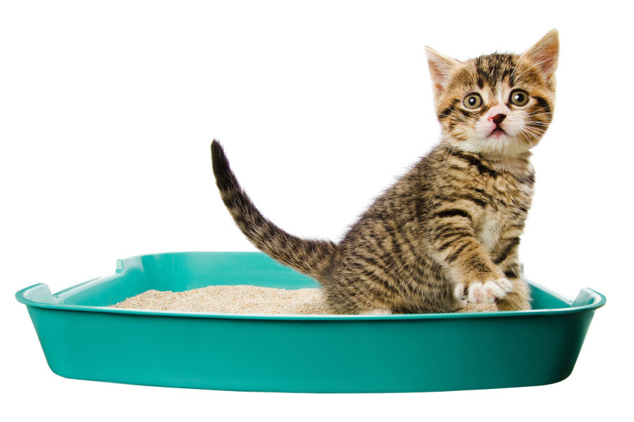 Productos para gatos