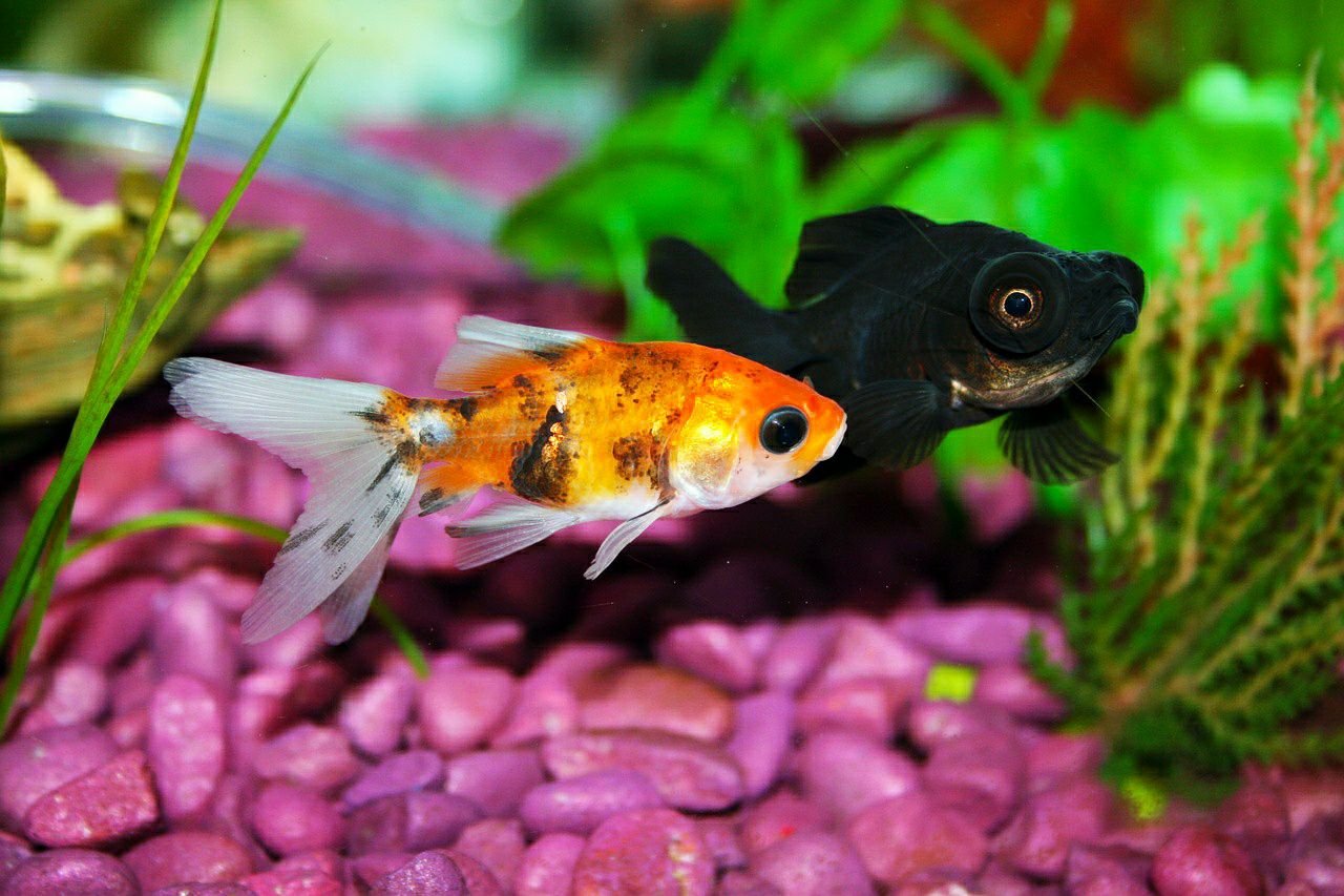 Productos para peces